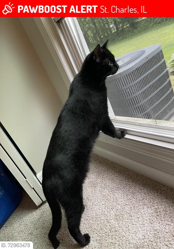 Lost Male Cat last seen Geneva road, st charles , St. Charles, IL 60174