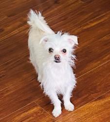 Lost Male Dog last seen Ave M-12 & 154th St. East, Lake Los Angeles, CA 93591