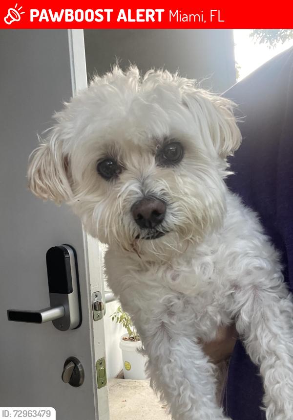 Lost Female Dog last seen Barry University, Miami, FL 33161