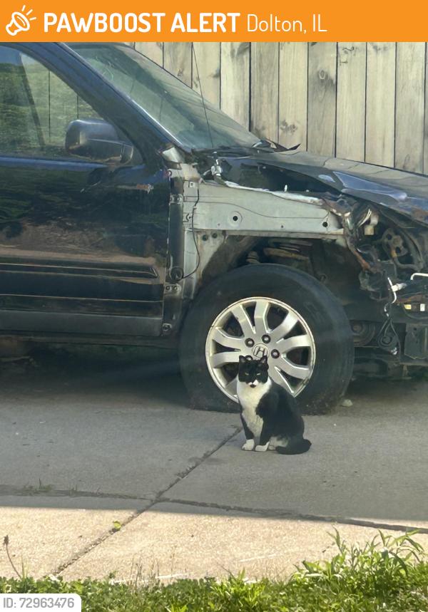 Found/Stray Female Cat last seen Near and Chicago Road, Dolton, IL 60419