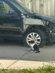 Found/Stray Female Cat last seen Near and Chicago Road, Dolton, IL 60419