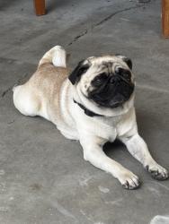 Found/Stray Male Dog last seen 13th street and H, San Bernardino, CA 92405