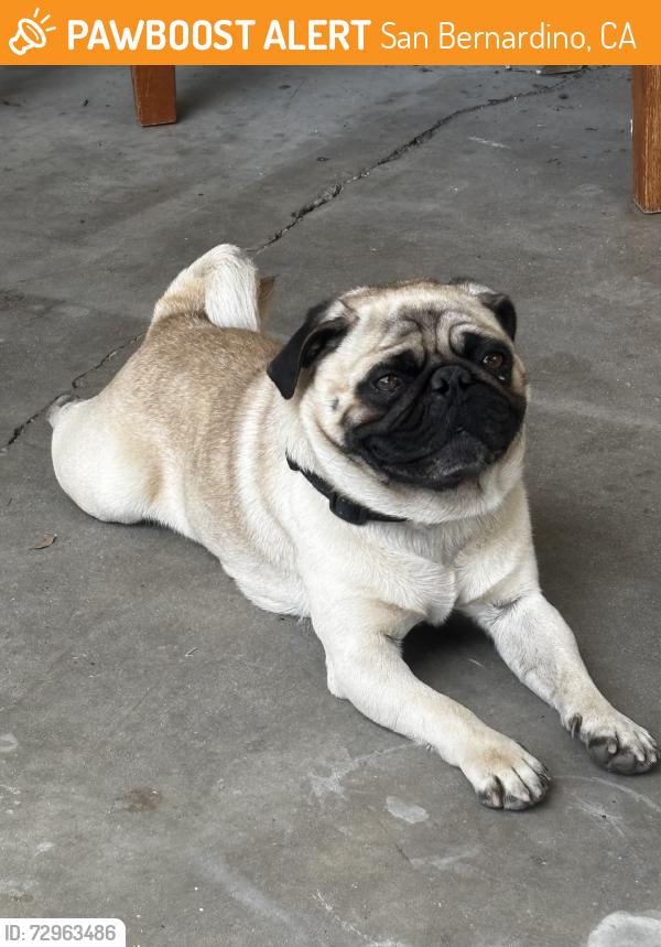 Found/Stray Male Dog last seen 13th street and H, San Bernardino, CA 92405