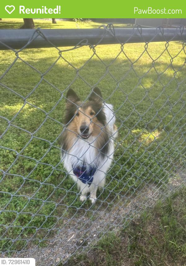 Reunited Male Dog last seen Florence Dr, Azle, TX 76020, USA, Azle, TX 76020