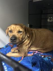 Shelter Stray Female Dog last seen , Pueblo, CO 81008