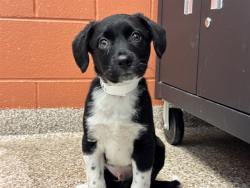 Shelter Stray Male Dog last seen Near BLOCK TURKEY TRACK TRAIL, Pueblo, CO 81008