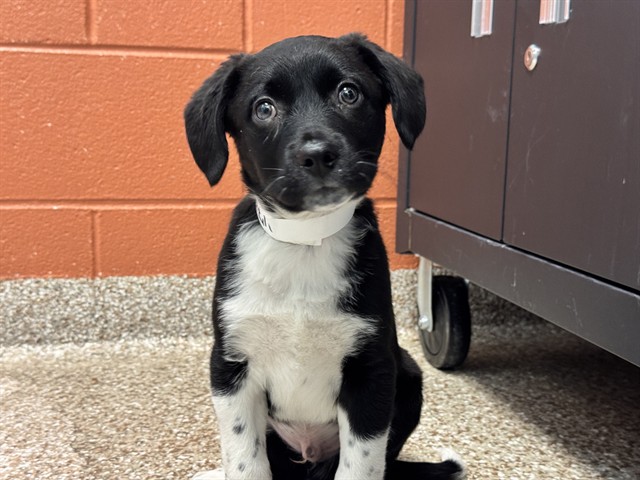 Shelter Stray Male Dog last seen Near BLOCK TURKEY TRACK TRAIL, Pueblo, CO 81008