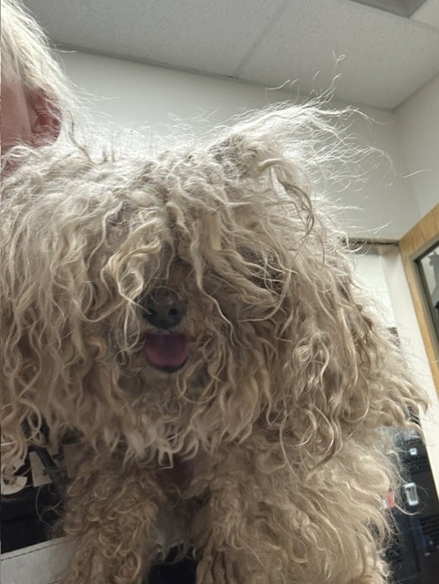 Shelter Stray Female Dog last seen , Pueblo, CO 81008