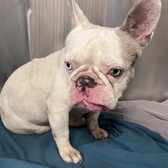 Shelter Stray Male Dog last seen , Los Angeles, CA 90047