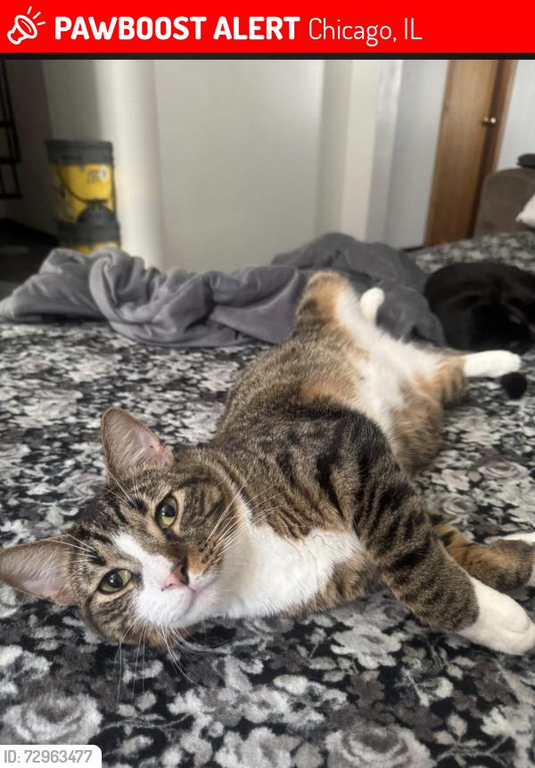 Lost Male Cat last seen W Altgeld st and N Lamon Ave , Chicago, IL 60639