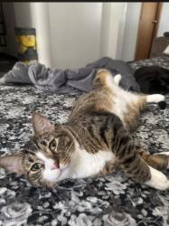Lost Male Cat last seen W Altgeld st and N Lamon Ave , Chicago, IL 60639