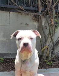 Shelter Stray Male Dog last seen , Los Angeles, CA 90047