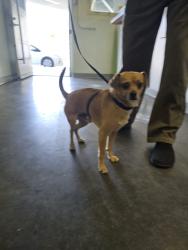 Shelter Stray Male Dog last seen , Los Angeles, CA 90047