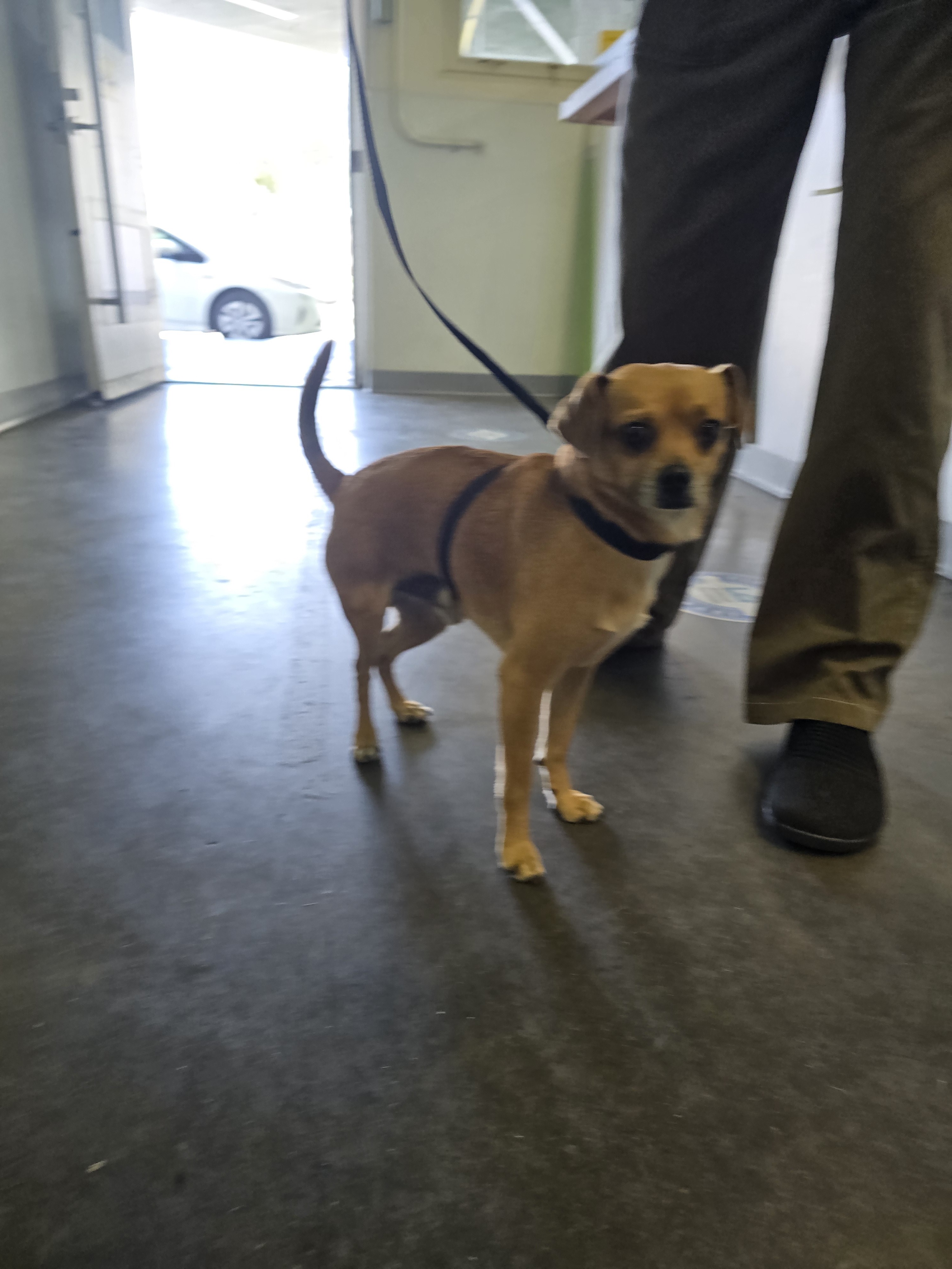 Shelter Stray Male Dog last seen , Los Angeles, CA 90047