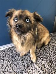 Shelter Stray Male Dog last seen Near BLOCK S FRUIT AVE, FRESNO CA 93706 4759, Fresno, CA 93727