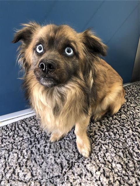 Shelter Stray Male Dog last seen Near BLOCK S FRUIT AVE, FRESNO CA 93706 4759, Fresno, CA 93727
