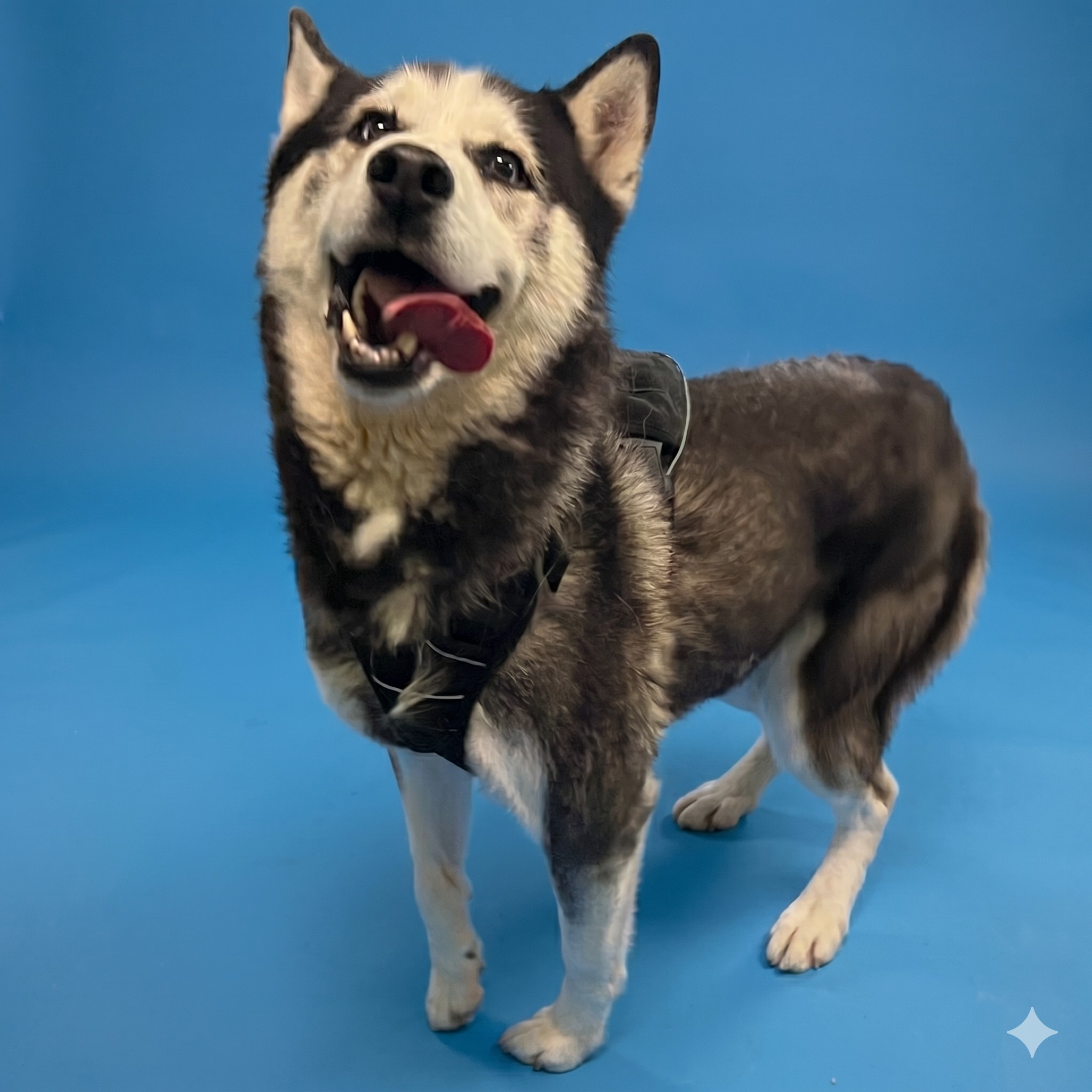 Shelter Stray Male Dog last seen , Los Angeles, CA 90047