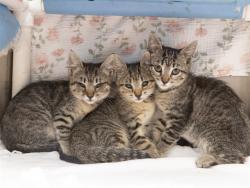 Shelter Stray Female Cat last seen Near BLOCK N SUNSET DR, Phoenix, AZ 85008