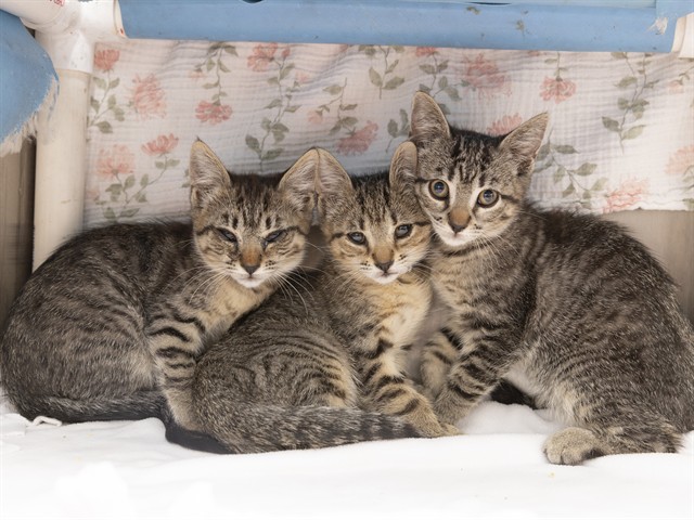 Shelter Stray Female Cat last seen Near BLOCK N SUNSET DR, Phoenix, AZ 85008