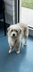 Shelter Stray Male Dog last seen FITE RD, Pearland, TX 77581