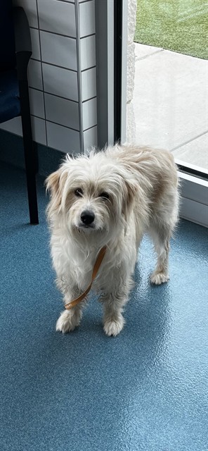Shelter Stray Male Dog last seen FITE RD, Pearland, TX 77581