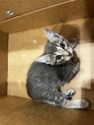 Shelter Stray Female Cat last seen MAGNOLIA, Pearland, TX 77581