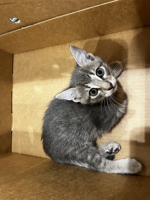 Shelter Stray Female Cat last seen MAGNOLIA, Pearland, TX 77581