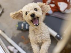Shelter Stray Male Dog last seen 24TH STREET AND BROADWAY, Phoenix, AZ 85008