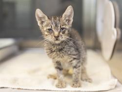 Shelter Stray Female Cat last seen Near BLOCK W KALER, Phoenix, AZ 85008