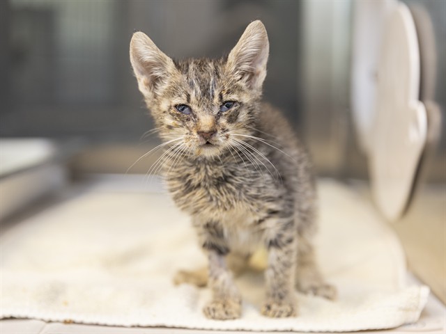 Shelter Stray Female Cat last seen Near BLOCK W KALER, Phoenix, AZ 85008