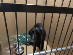 Shelter Stray Female Dog last seen GARDENS PKWY/WEDGEMONT AVE, Phoenix, AZ 85008