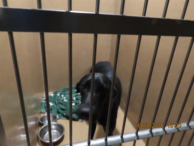 Shelter Stray Female Dog last seen GARDENS PKWY/WEDGEMONT AVE, Phoenix, AZ 85008
