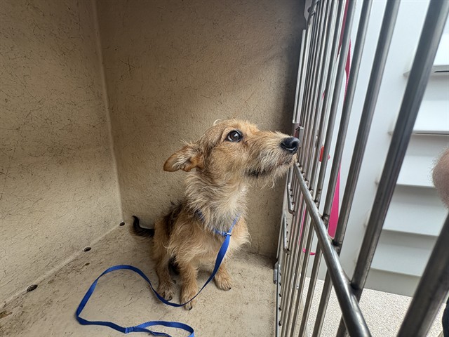 Shelter Stray Unknown Dog last seen Near BLOCK NW 16TH ST OKC 73127, Oklahoma City, OK 73129