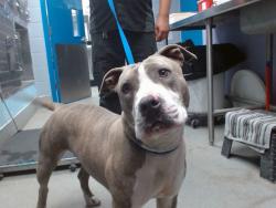 Shelter Stray Female Dog last seen 98TH/SAGE, Albuquerque, NM 87121