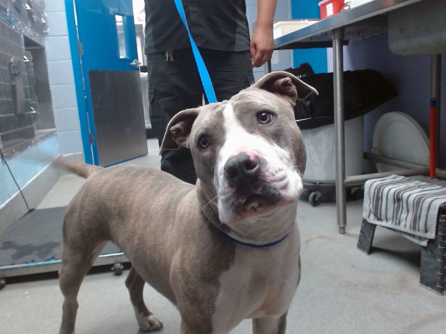 Shelter Stray Female Dog last seen 98TH/SAGE, Albuquerque, NM 87121