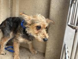 Shelter Stray Unknown Dog last seen Near BLOCK NW 16TH ST OKC 73127, Oklahoma City, OK 73129