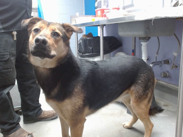 Shelter Stray Female Dog last seen Near BLOCK FOYT SW, Albuquerque, NM 87121