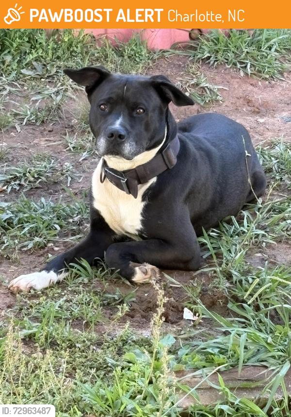 Found/Stray Male Dog last seen Reagan Drive, Charlotte, NC 28213