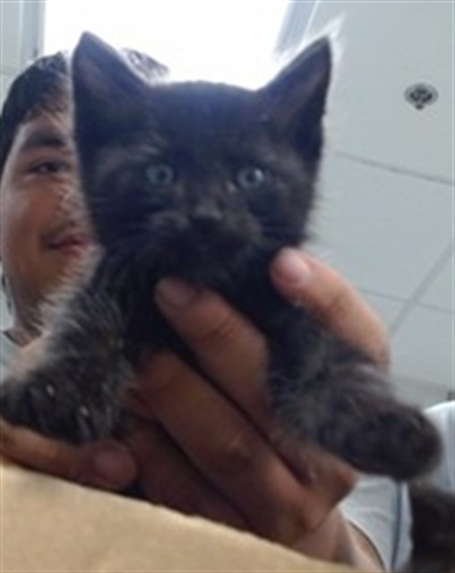 Shelter Stray Unknown Cat last seen FOUND IN AN ABANDONED HOUSE AT 302 SE 40TH, Oklahoma City, OK 73129