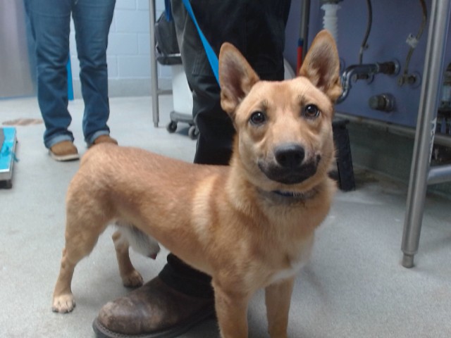 Shelter Stray Male Dog last seen Near BLOCK FOYT SW, Albuquerque, NM 87121