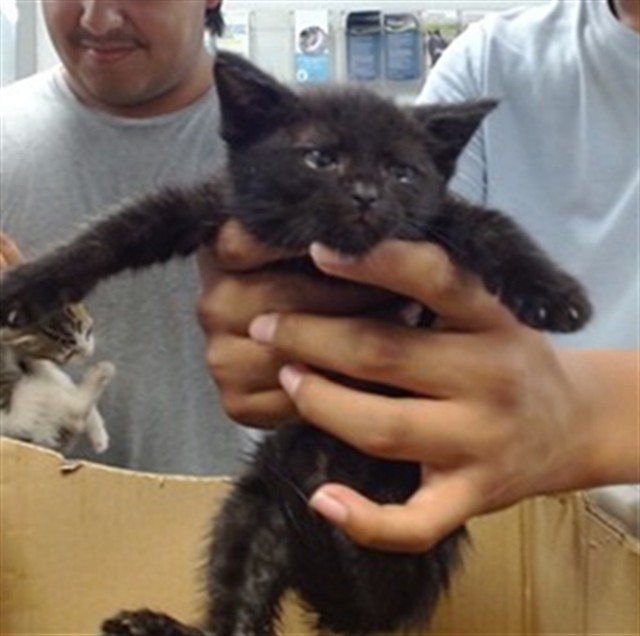Shelter Stray Unknown Cat last seen FOUND IN AN ABANDONED HOUSE AT 302 SE 40TH, Oklahoma City, OK 73129