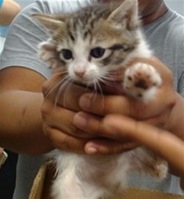 Shelter Stray Unknown Cat last seen FOUND IN AN ABANDONED HOUSE AT 302 SE 40TH, Oklahoma City, OK 73129