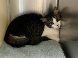 Shelter Stray Male Cat last seen Near BLOCK PALLADIUM HTS, COLORADO SPRINGS CO 80920, Colorado Springs, CO 80905