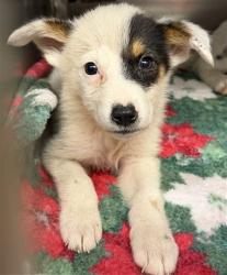 Shelter Stray Unknown Dog last seen Near BLOCK S SUNNYLANE RD FOUND LAYING IN TRAFFIC, Oklahoma City, OK 73129