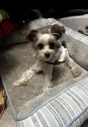 Lost Female Dog last seen Rose ave , Modesto, CA 95355