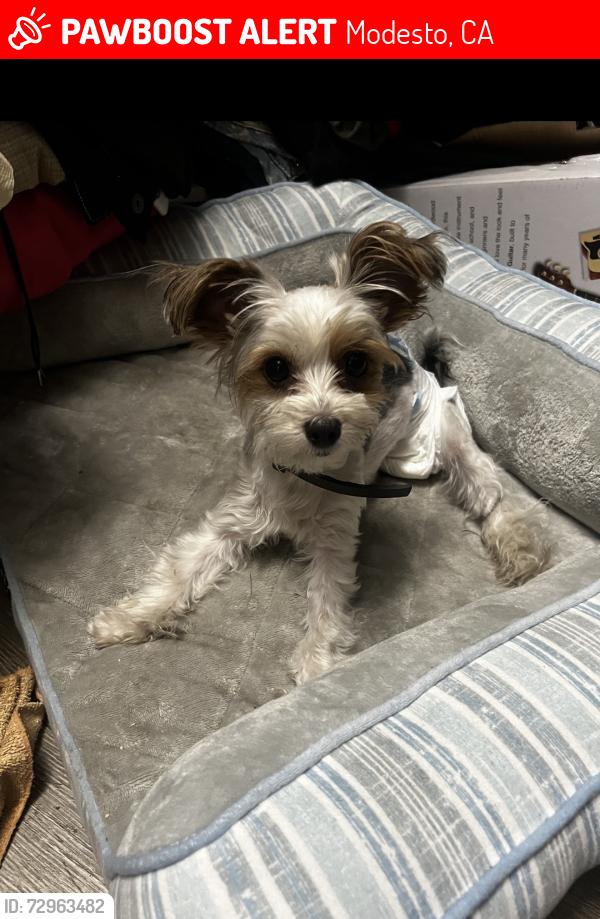 Lost Female Dog last seen Rose ave , Modesto, CA 95355