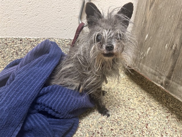 Shelter Stray Female Dog last seen Near BLOCK DESERT LILY CIR, COLORADO SPRINGS CO 80925, Colorado Springs, CO 80905