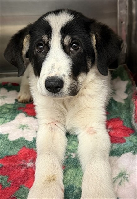 Shelter Stray Unknown Dog last seen Near BLOCK S SUNNYLANE RD FOUND LAYING IN TRAFFIC, Oklahoma City, OK 73129