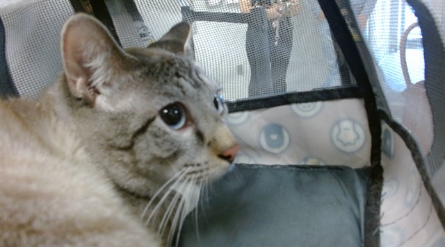 Shelter Stray Unknown Cat last seen , Oklahoma City, OK 73129