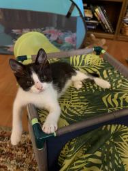 Found/Stray Male Cat last seen Near Clovelly Street, Fayetteville, NC 28312